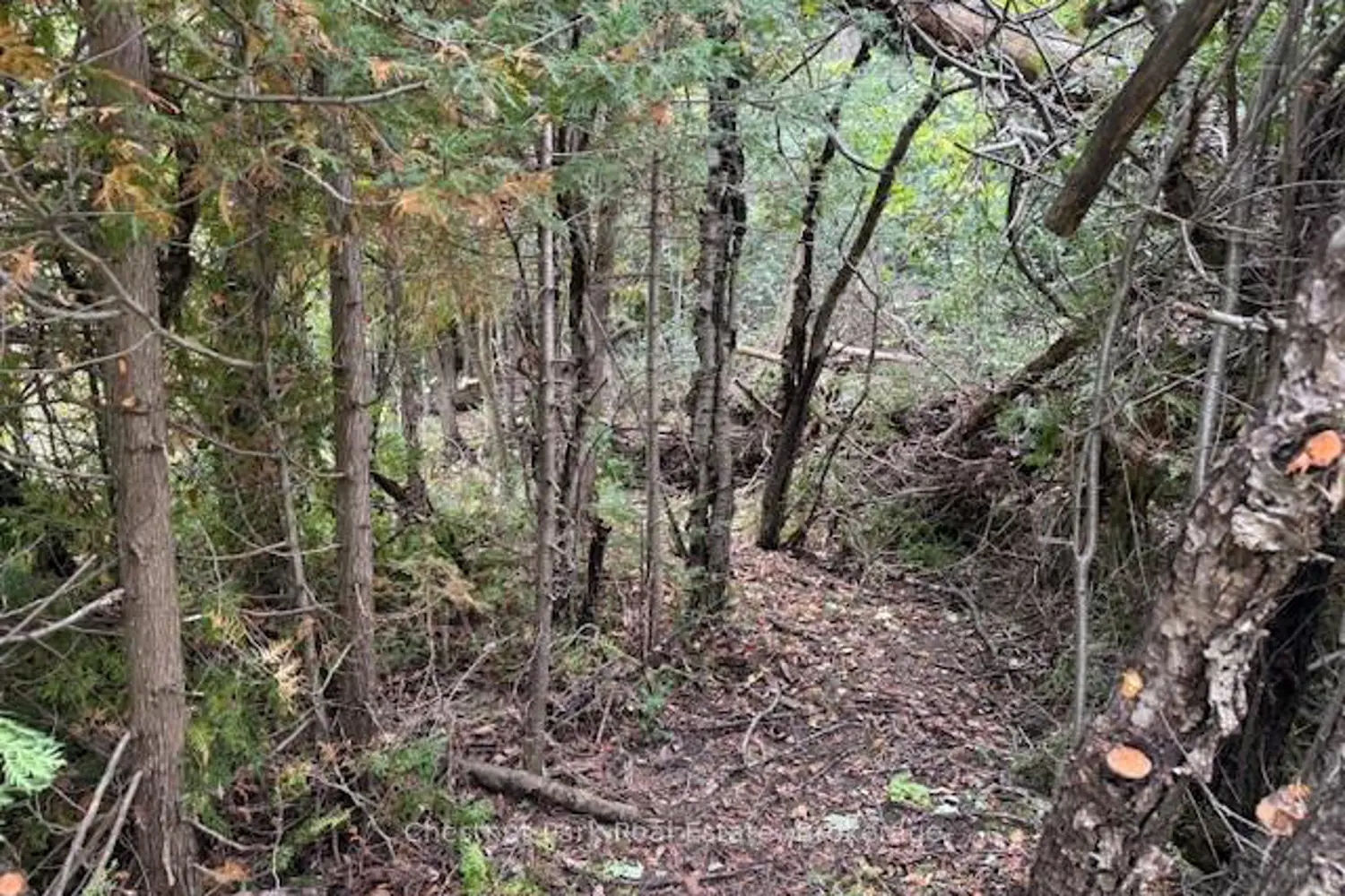 Additional image 7 of 596244 Concession 10