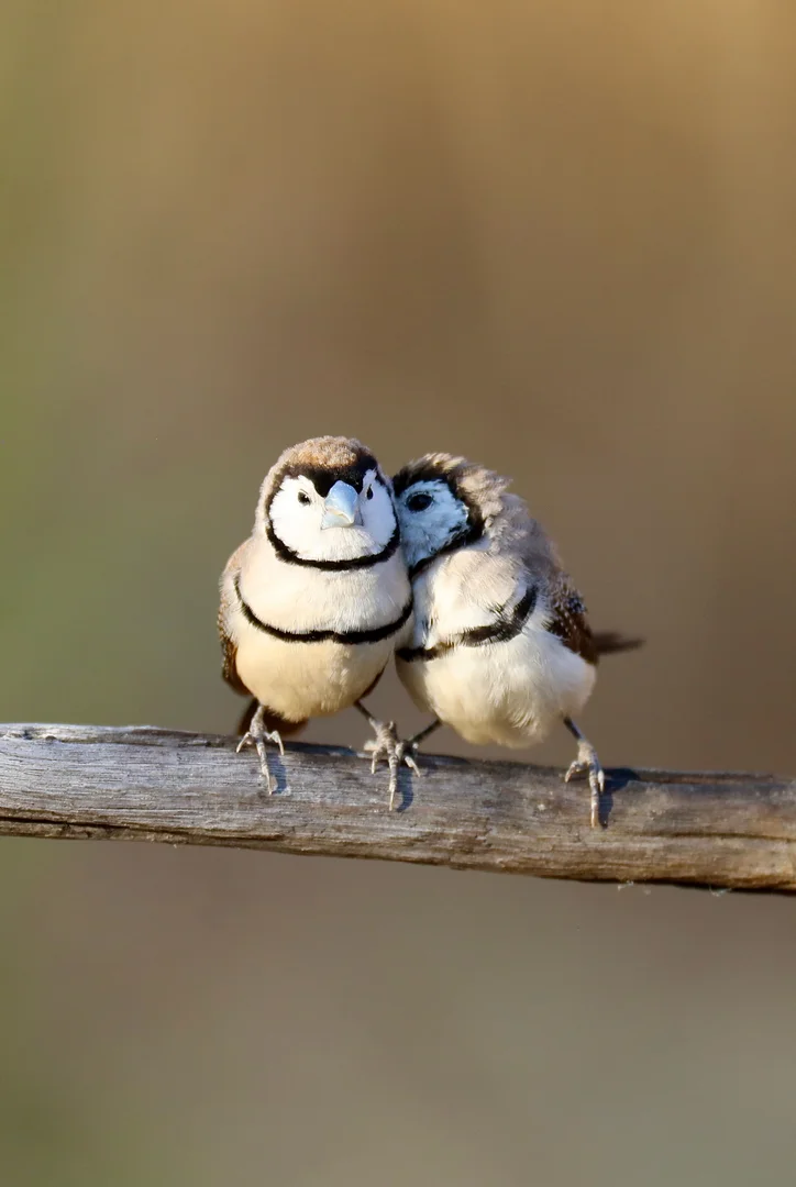 Additional image 3 of 22 Balowra Road, Nymagee NSW 2831