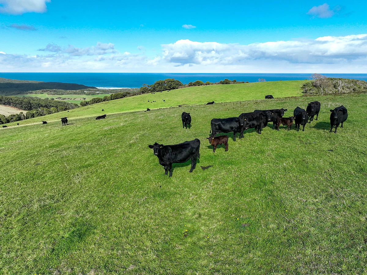 Additional image 9 of 105 Stafford Road, Johanna VIC 3238