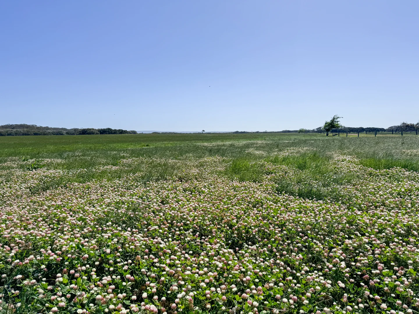 Additional image 7 of 1 & 1181 Scott River Road, Scott River WA 6288
