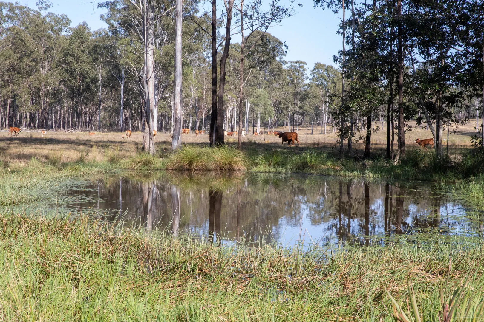 Additional image 11 of 264 Thompson A Road, Woocoo QLD 4620