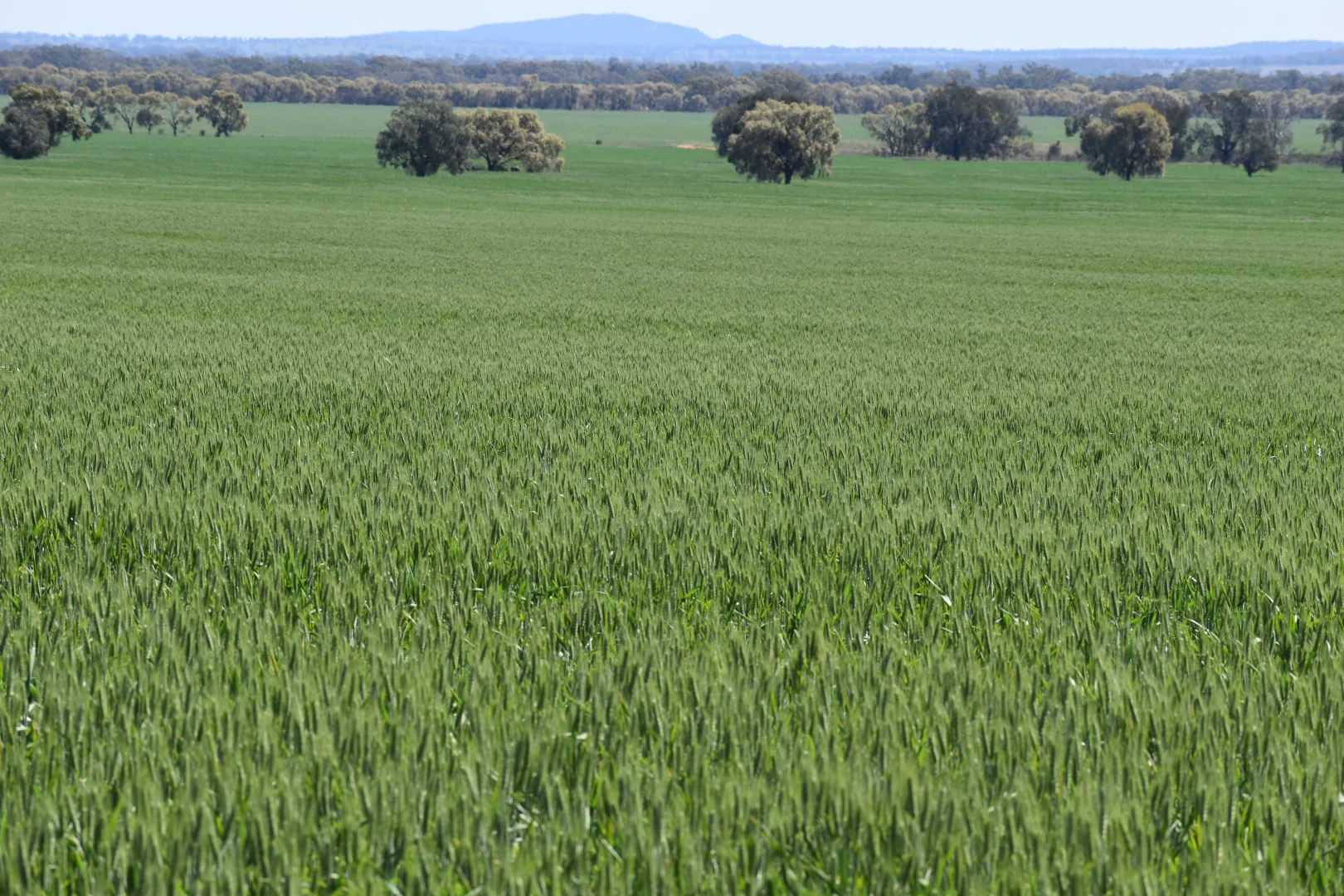 Additional image 10 of 2190 Yarrabandai Road, Trundle NSW 2875