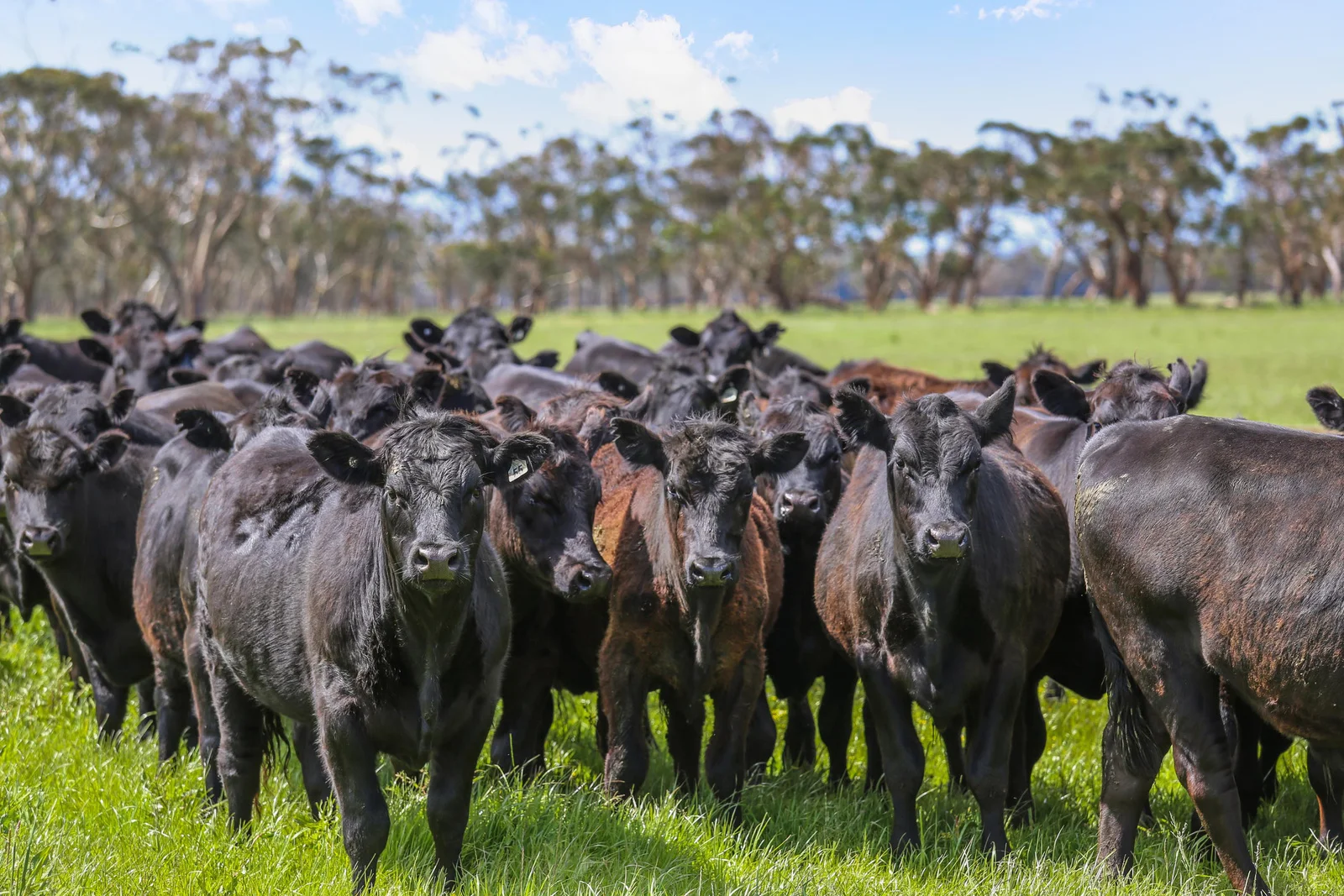 Additional image 23 of 300 Coffeys Lane, Heathmere VIC 3305