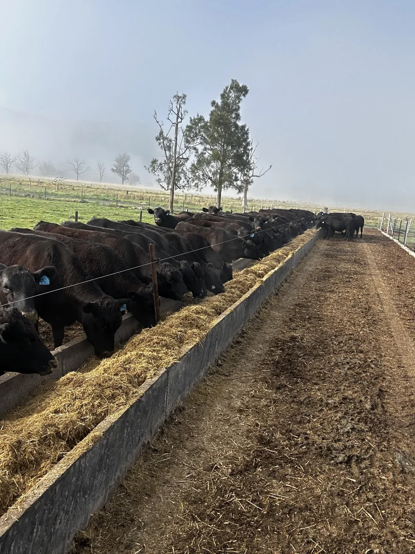 Additional image 10 of 119 Duck Creek Road, Old Bonalbo NSW 2469