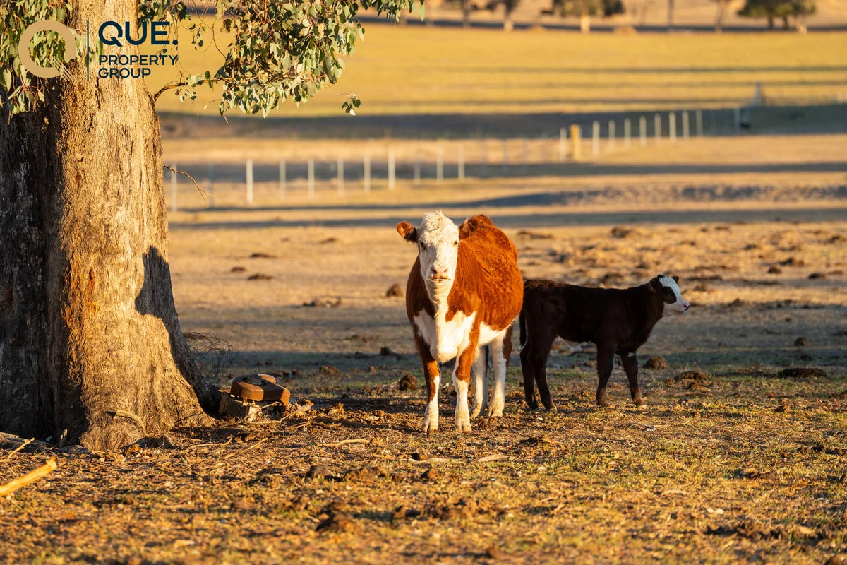Additional image 23 of 624 Dights Forest Road, Table Top NSW 2640