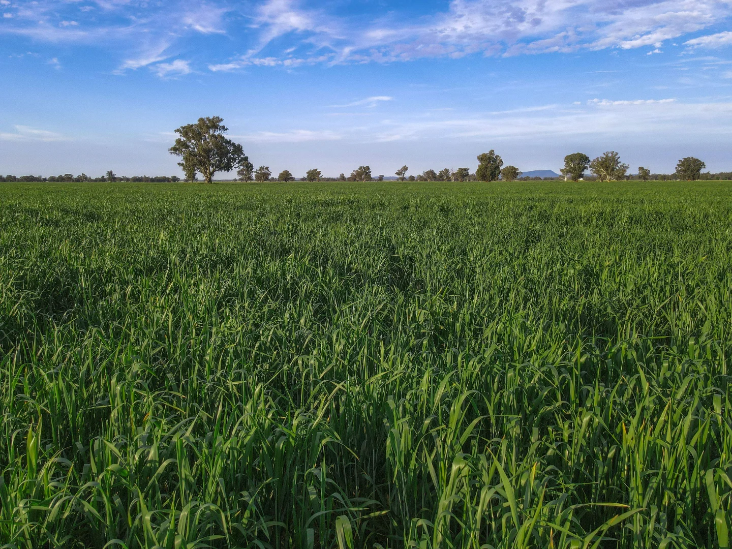 Additional image 2 of 11025 "Lima" The Escort Way, Forbes NSW 2871