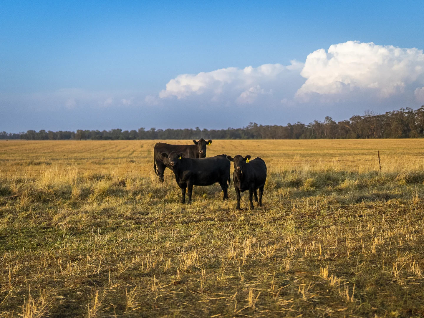 Additional image 6 of Mentone 1521 Bruie Plains Road, Trundle NSW 2875