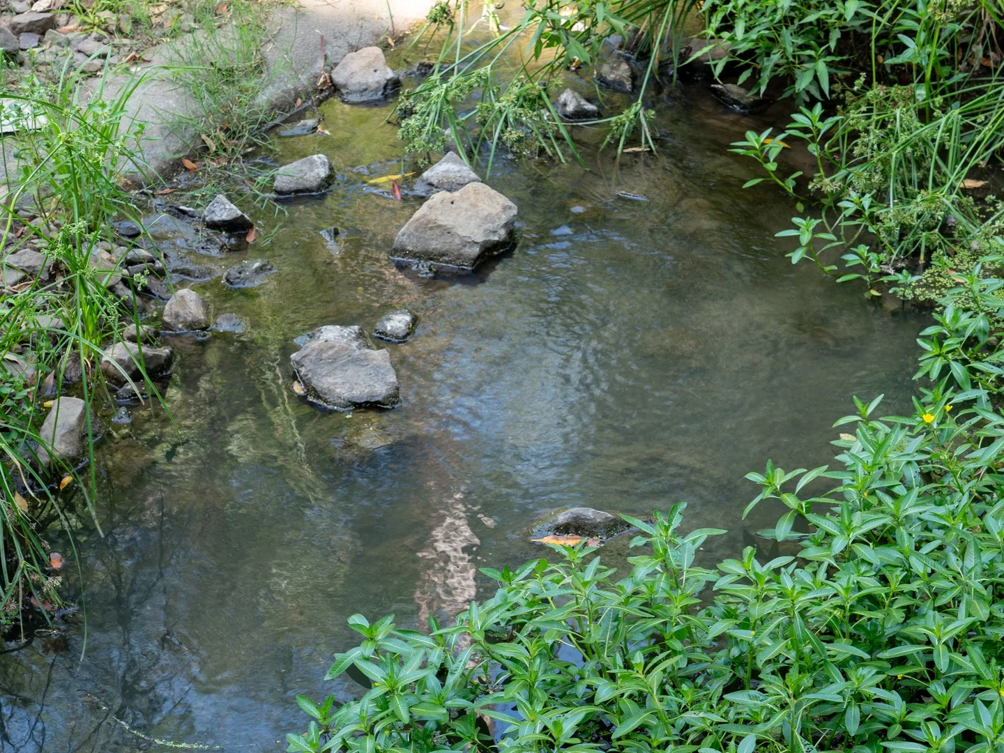 Additional image 8 of 279 Gundurimba Road, Monaltrie NSW 2480