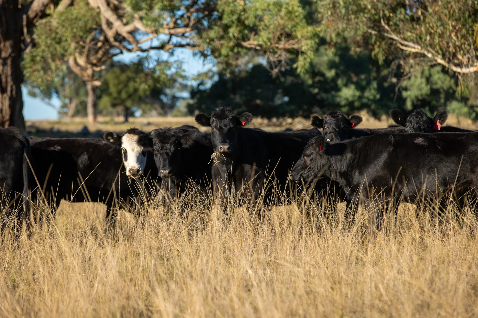 Additional image 4 of 3158 Baldersleigh Road, Guyra NSW 2365