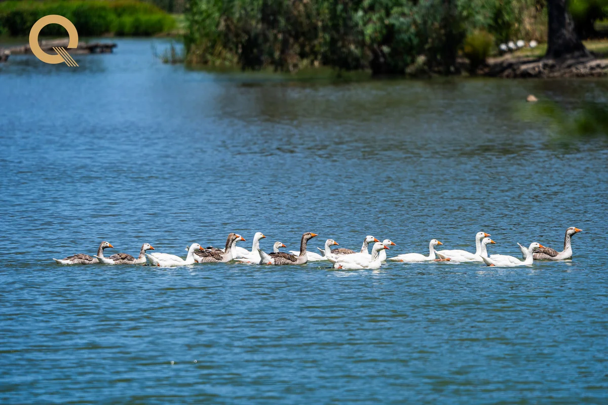 Additional image 23 of 3 Dick Street, Wodonga VIC 3690