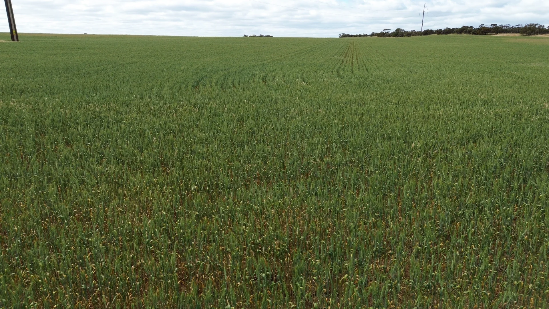 Additional image 11 of Lot/41 Skinner Road, Warramboo SA 5650