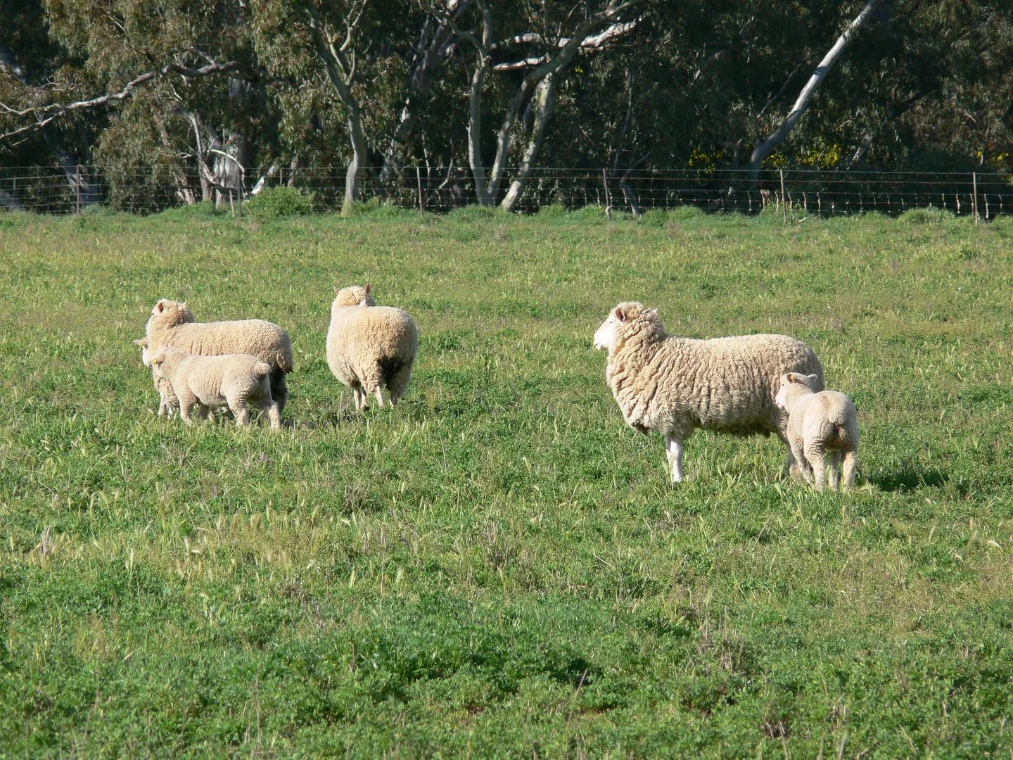 Additional image 8 of 2170 Adelargo Road, Grenfell NSW 2810