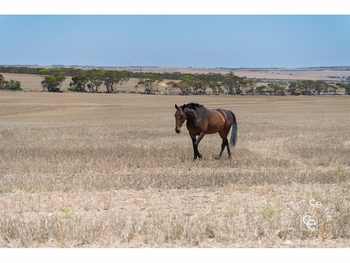 Additional image 30 of 17 Marks Road, Mannum SA 5238
