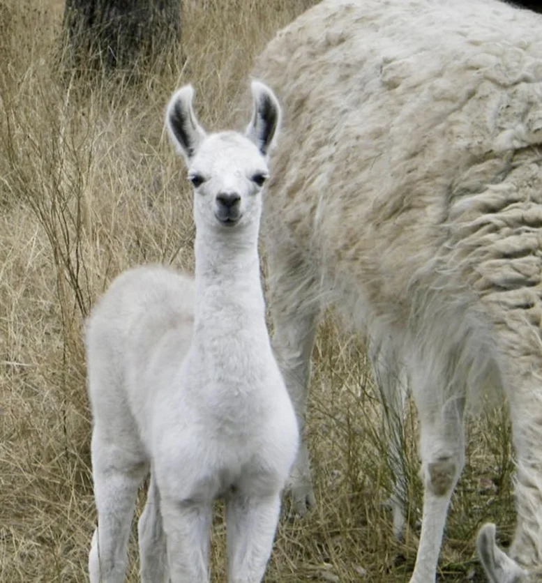 Additional image 29 of 21 Baines Road, Pilton QLD 4361