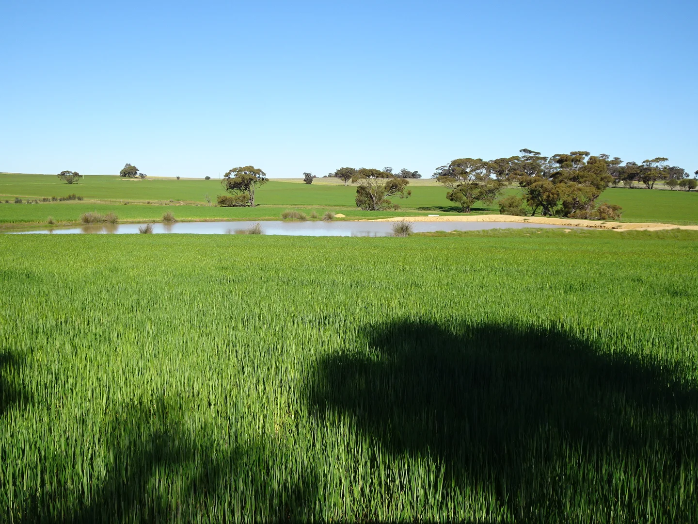 Additional image 17 of 140 Yenellin Road, Pingelly WA 6308