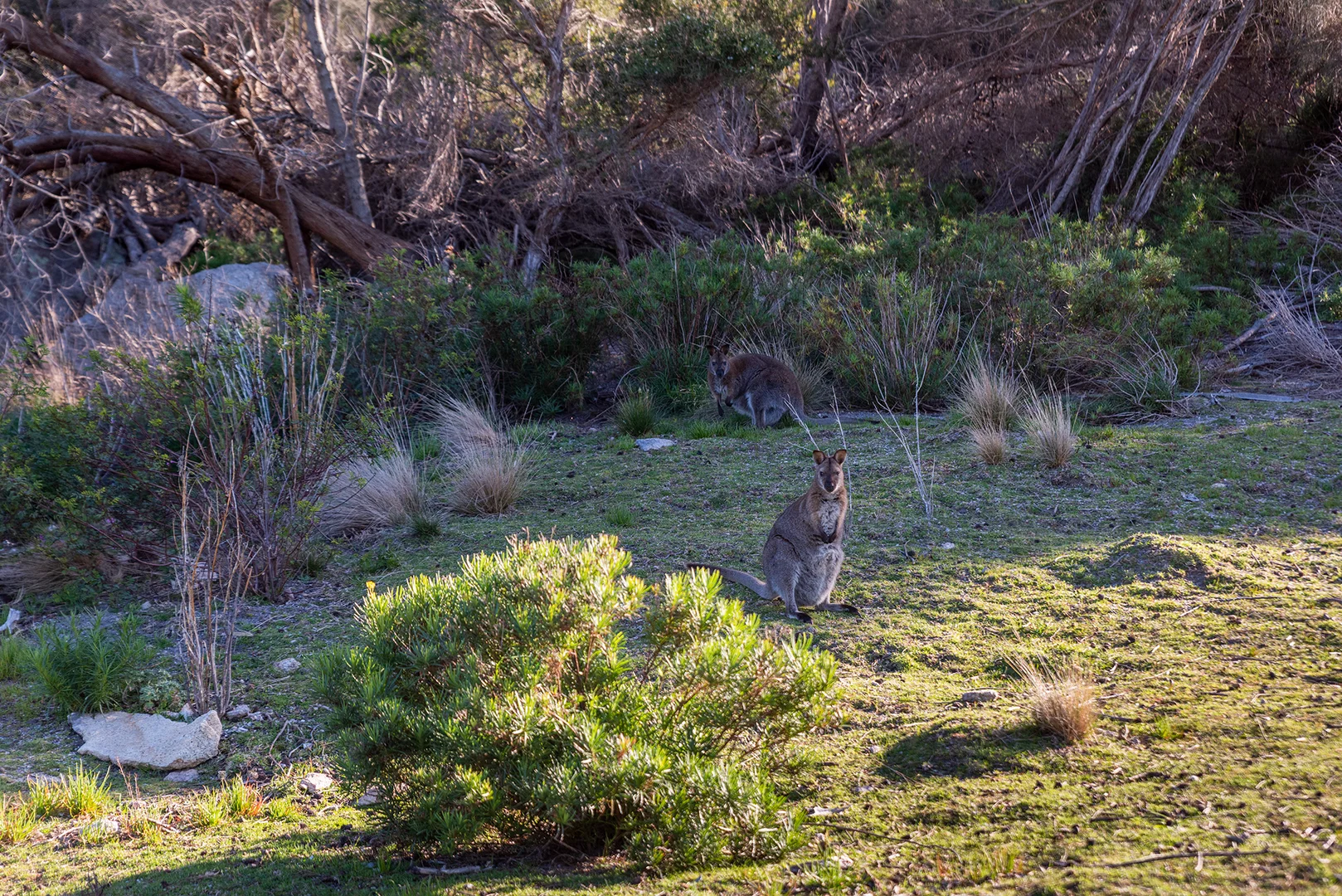 Additional image 18 of 525 Killiecrankie Road, Killiecrankie TAS 7255