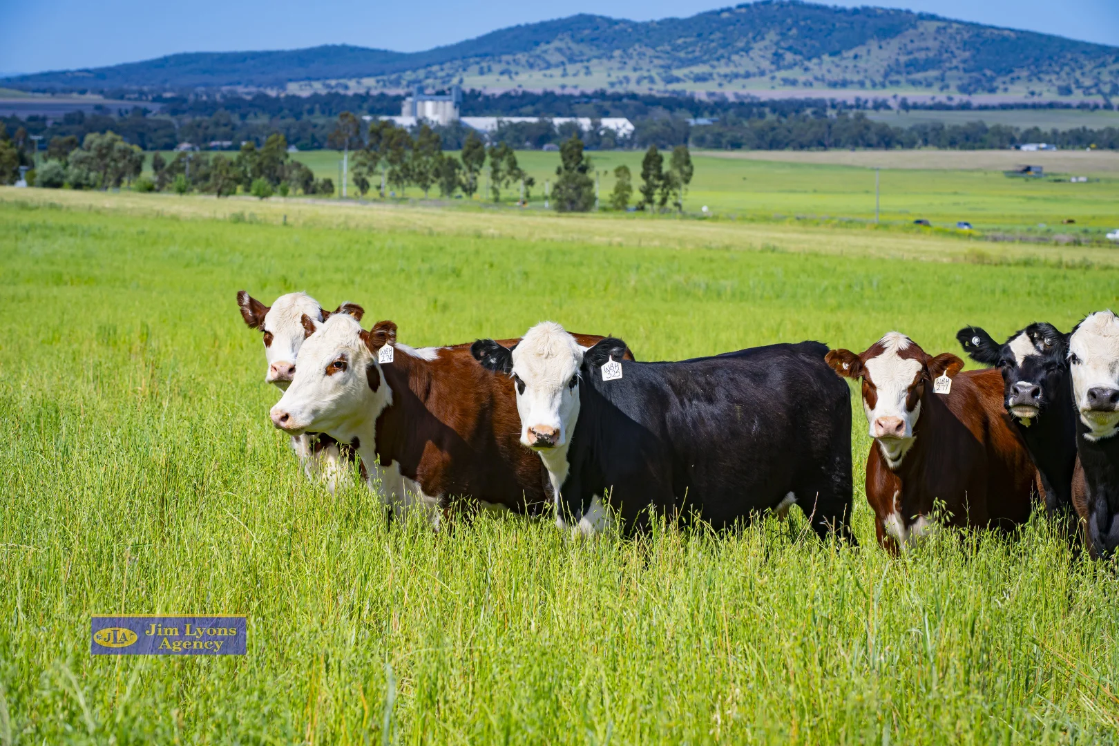 Additional image 21 of "Mountview" 151 Deeks, Werris Creek NSW 2341