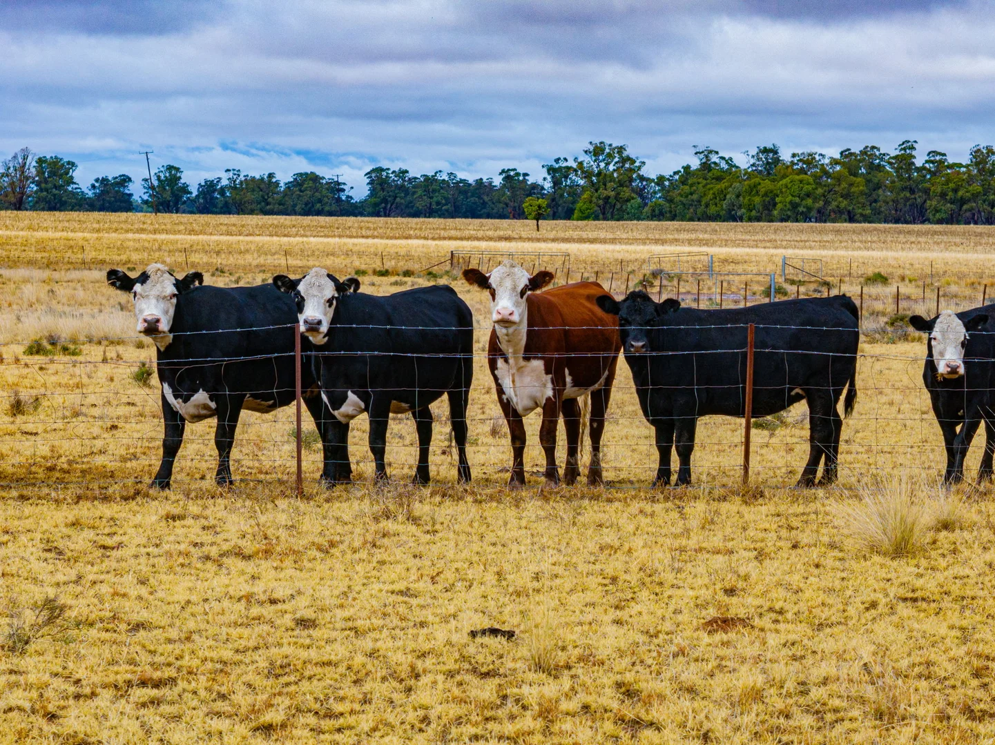 Additional image 26 of 'Woroona' & 'Tralee' 936 Boorr Hill Road, Parkes NSW 2870