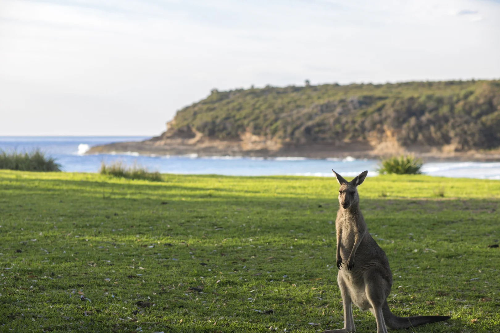 Additional image 16 of 1 to 6/33 Forest Road, Kioloa NSW 2539