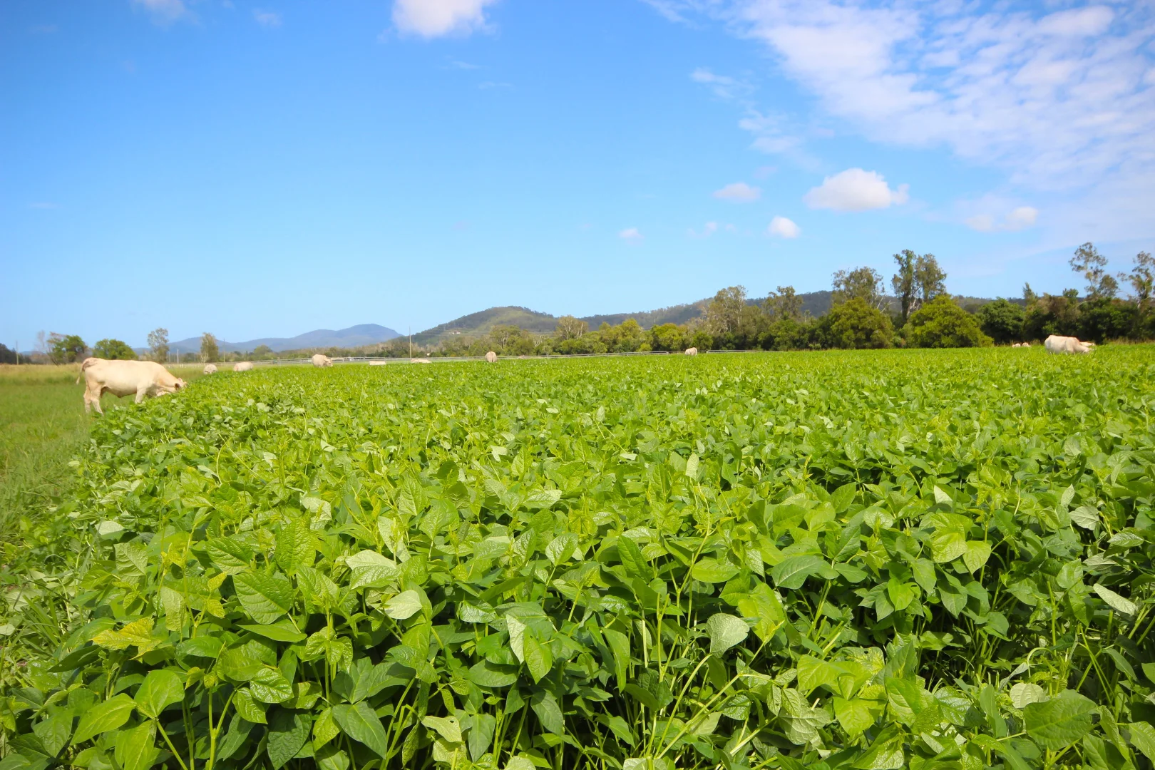 Additional image 3 of 256 Hacks Ferry Road, Hacks Ferry NSW 2441