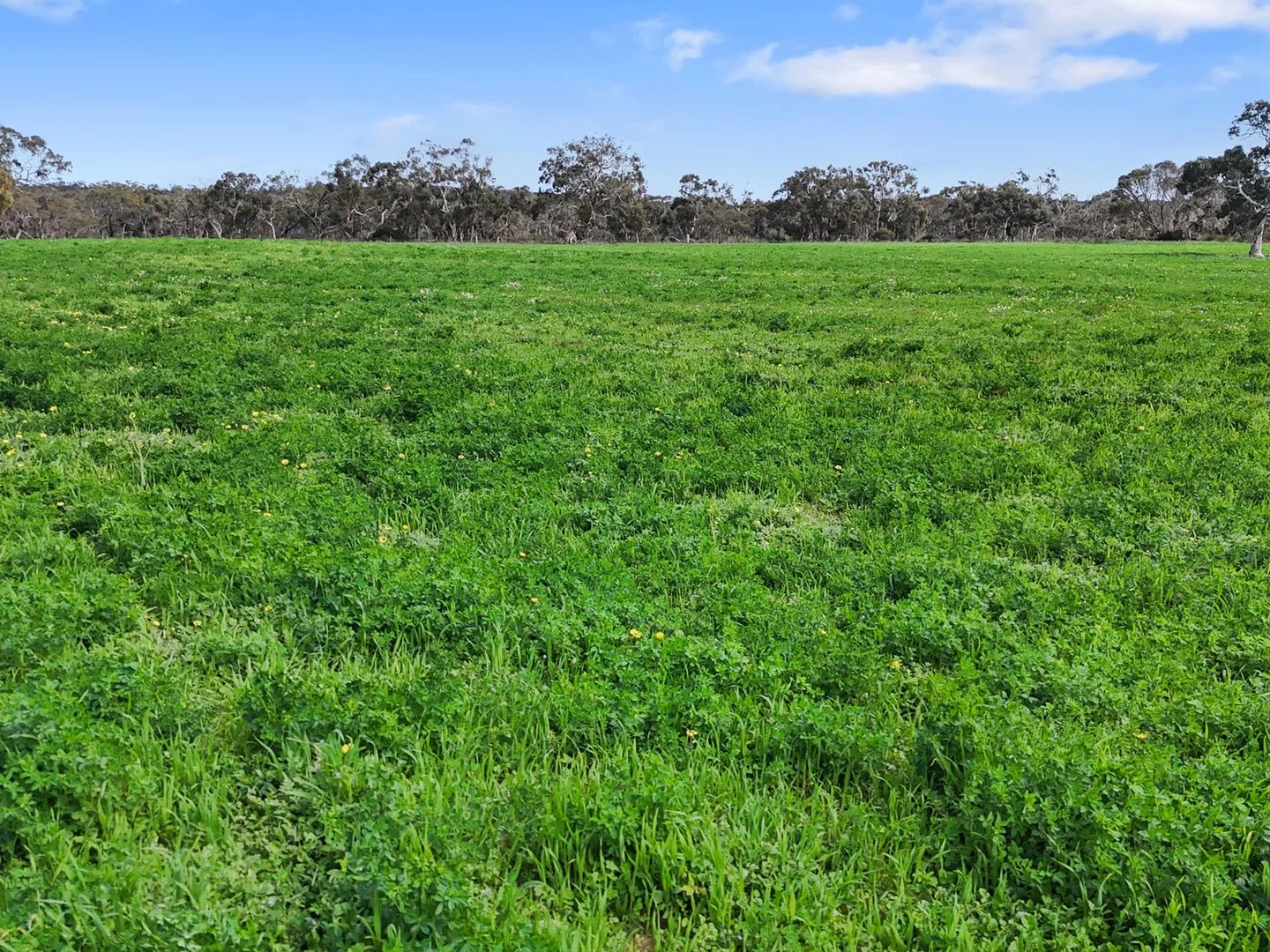 Additional image 6 of 559 Old Stone Tank Road, Mundulla SA 5270