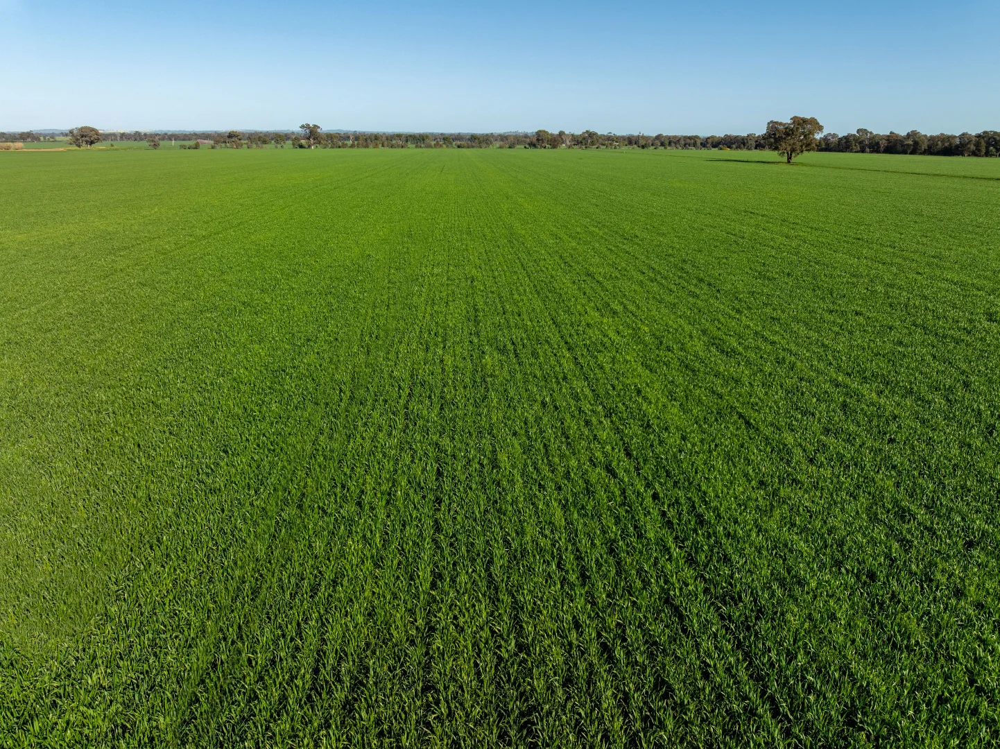 Additional image 27 of 484 Merri Meric Road, Henty NSW 2658