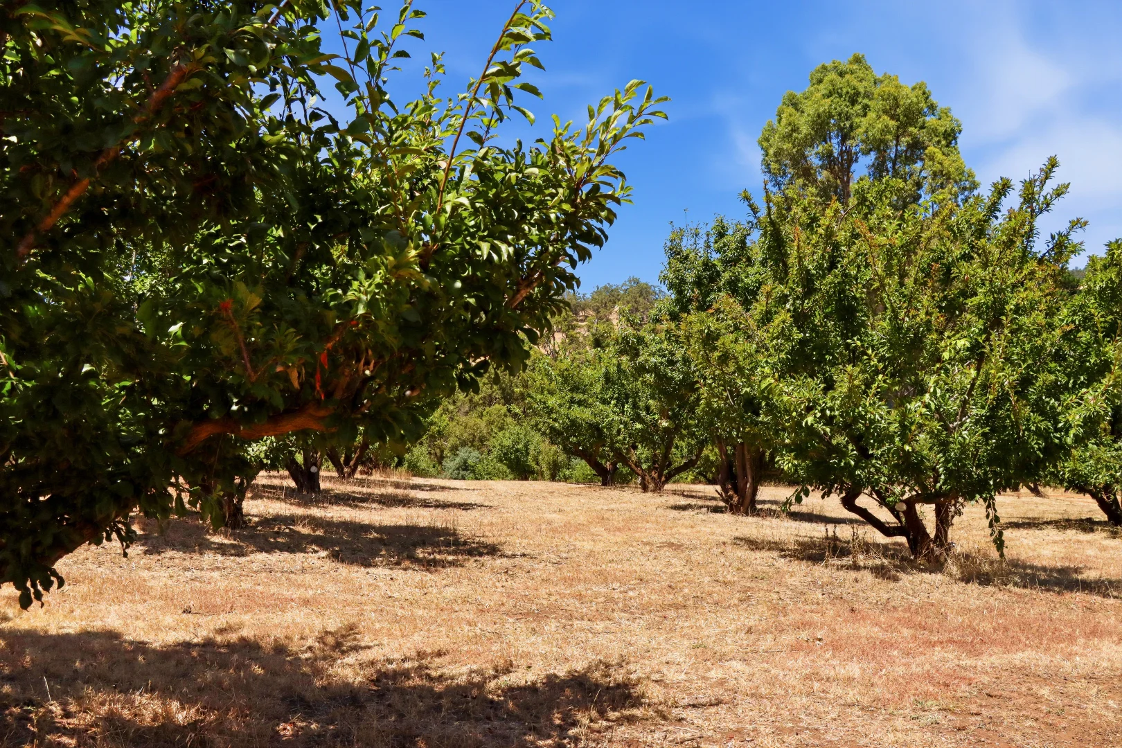 Additional image 20 of 5 Mottram Street, Bridgetown WA 6255