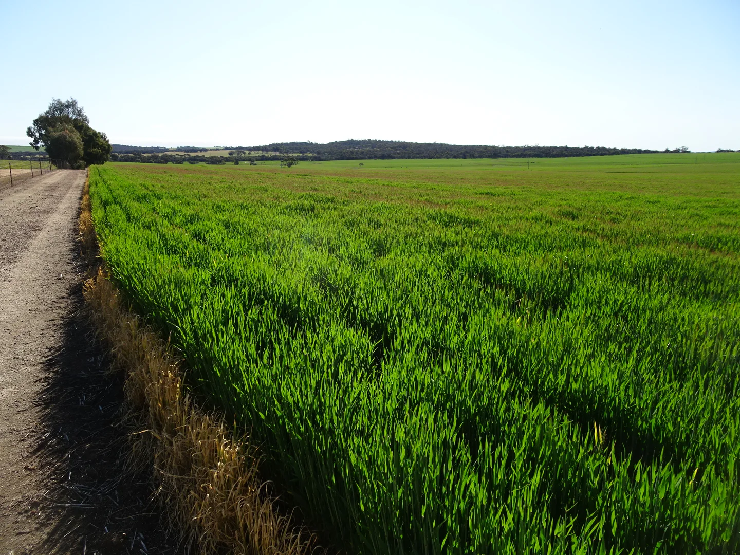 Additional image 8 of 140 Yenellin Road, Pingelly WA 6308