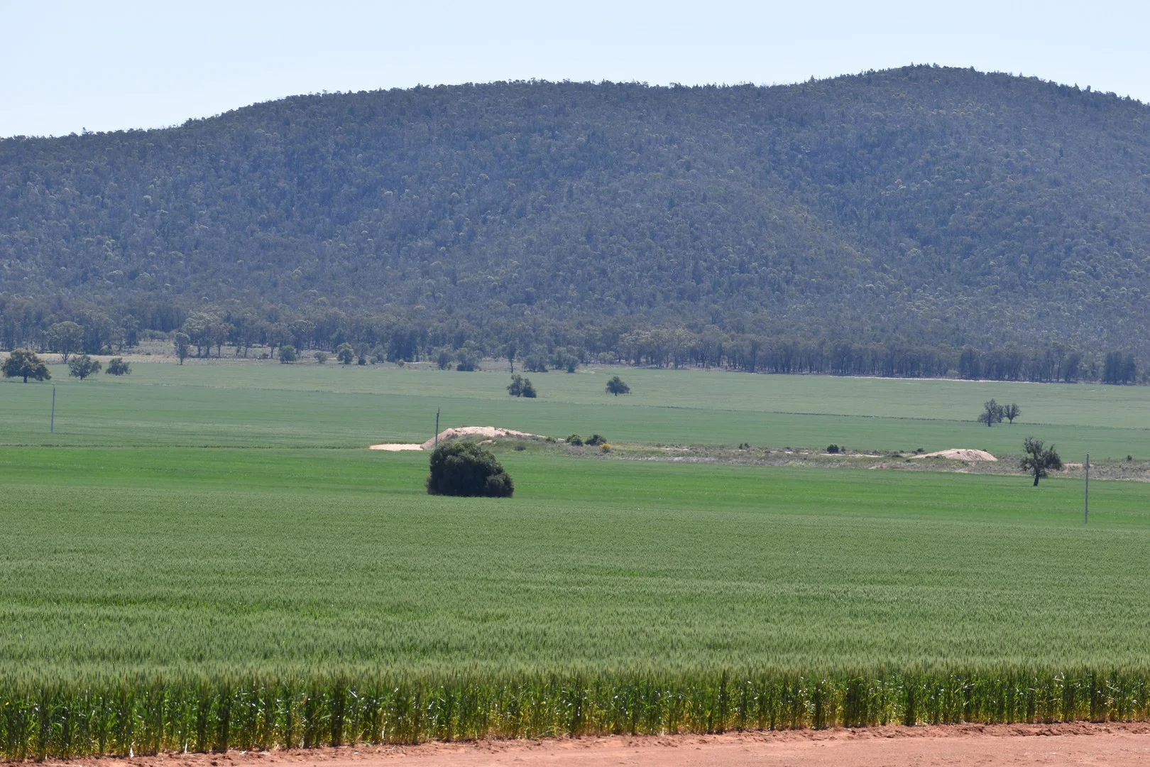 2190 Yarrabandai Road, Trundle NSW 2875