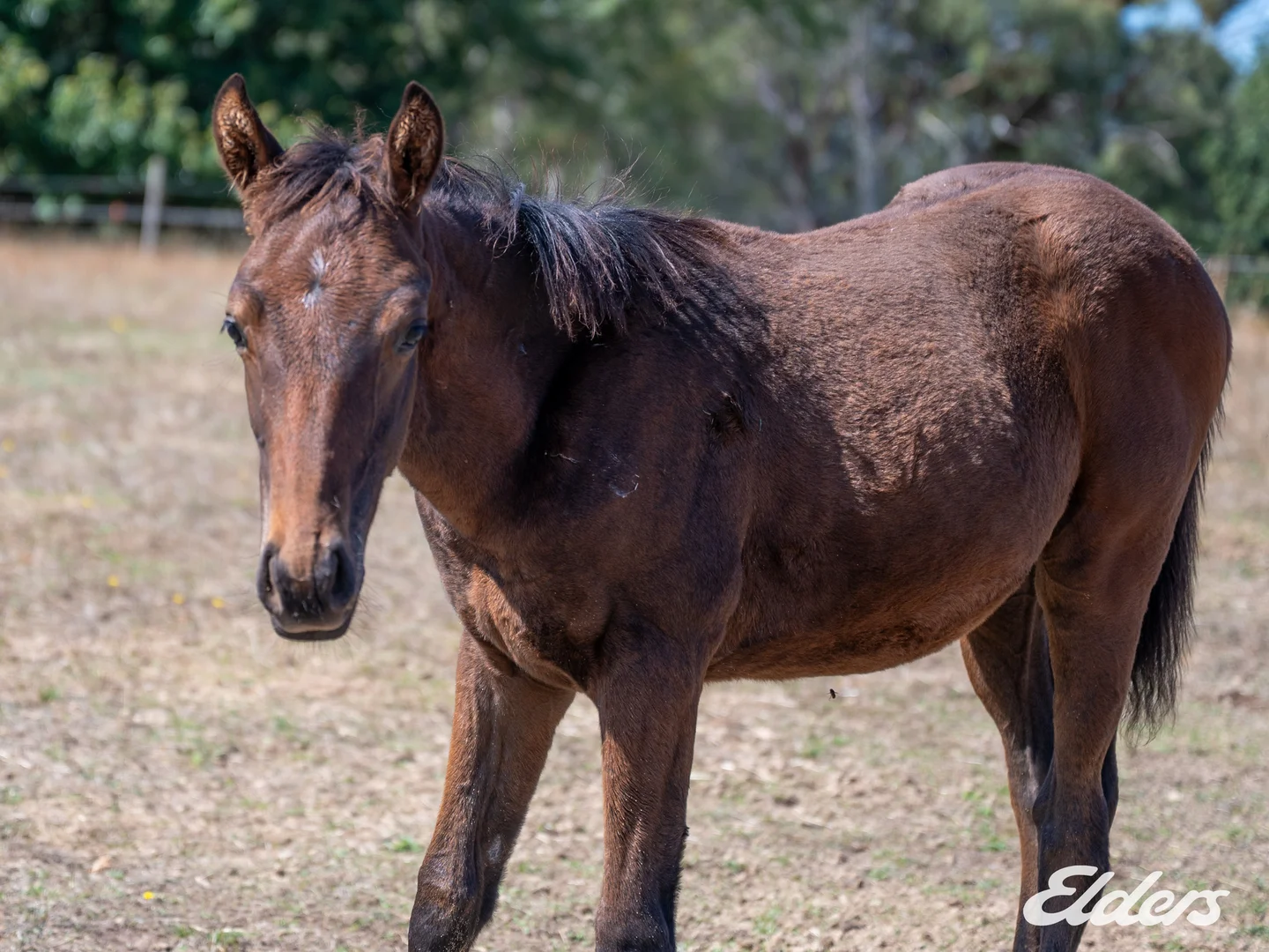 Additional image 13 of 124 Watkins Road, Creek Junction via, Strathbogie VIC 3666