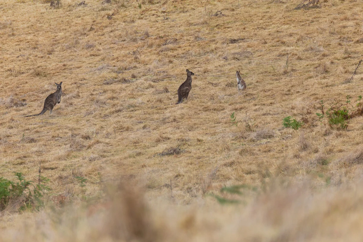 Additional image 12 of 17 Eucalyptus Lane, Lochiel NSW 2549