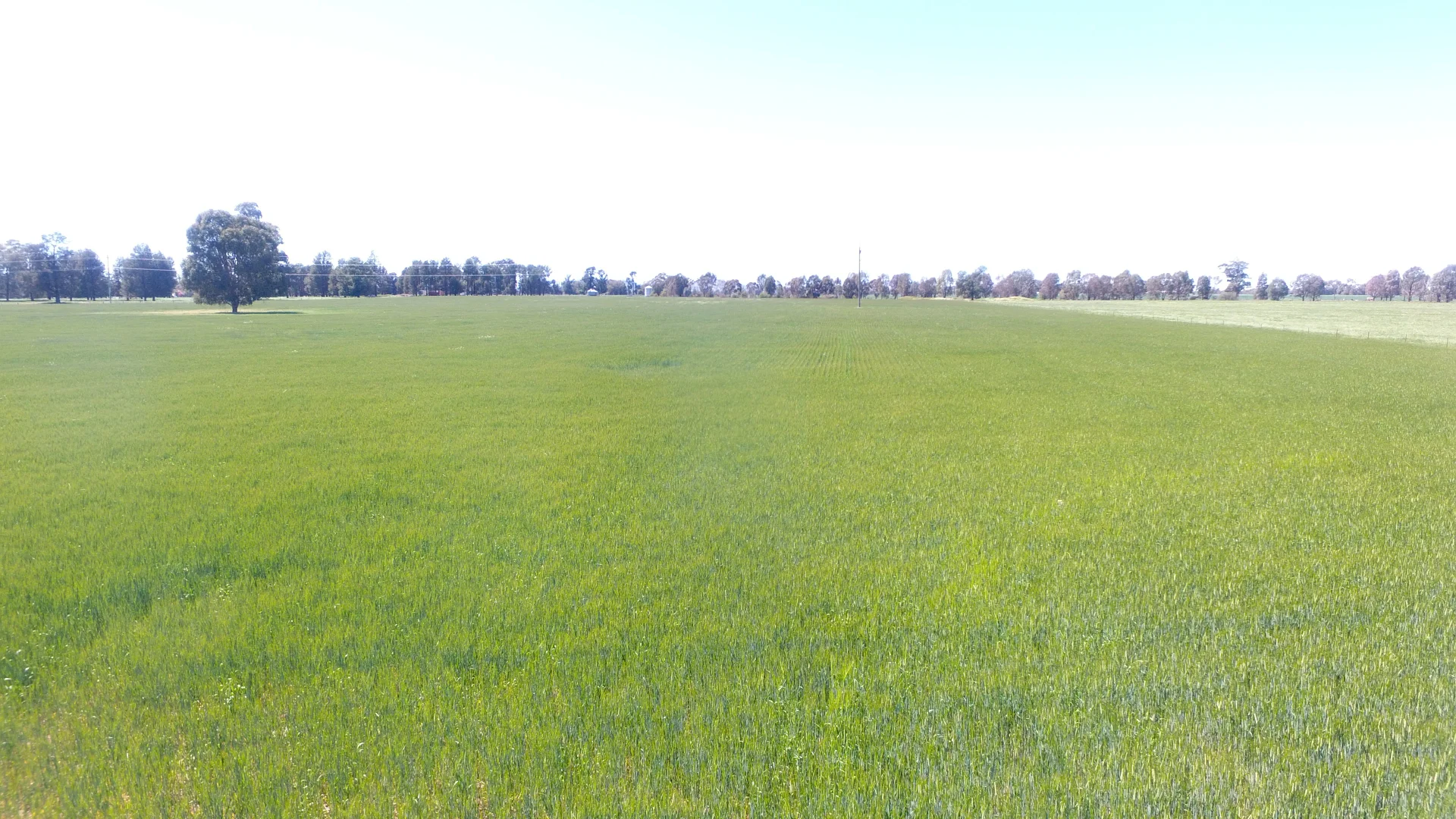 Additional image 4 of 0 Olympic Highway, Henty NSW 2658