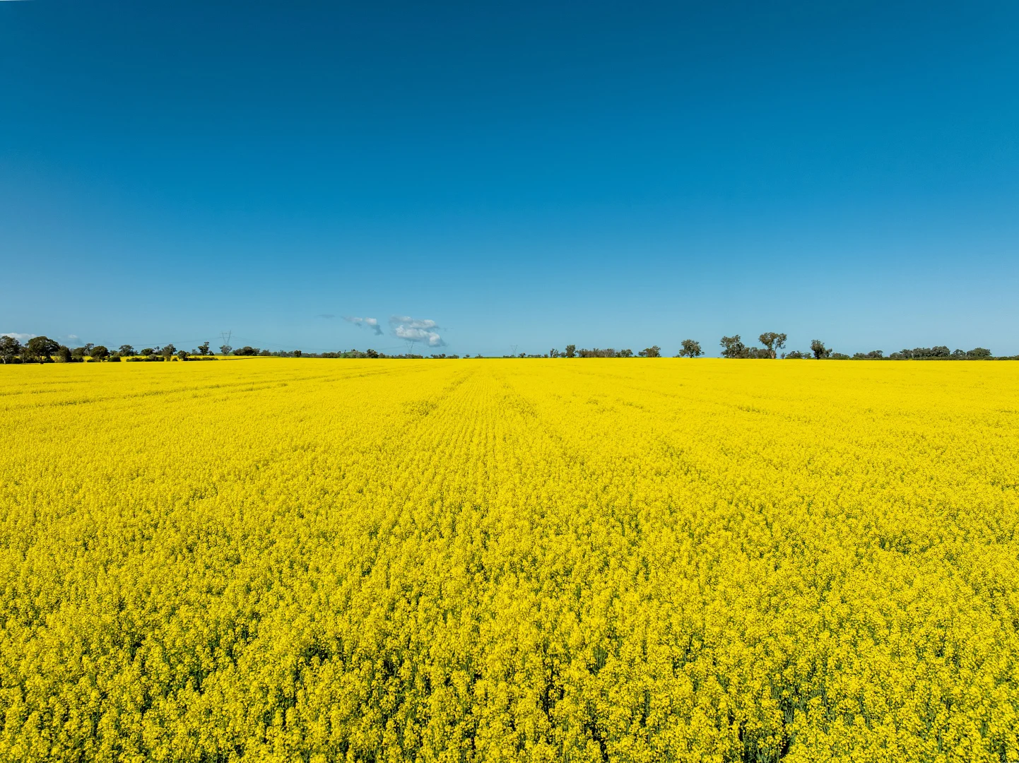 Additional image 28 of 484 Merri Meric Road, Henty NSW 2658