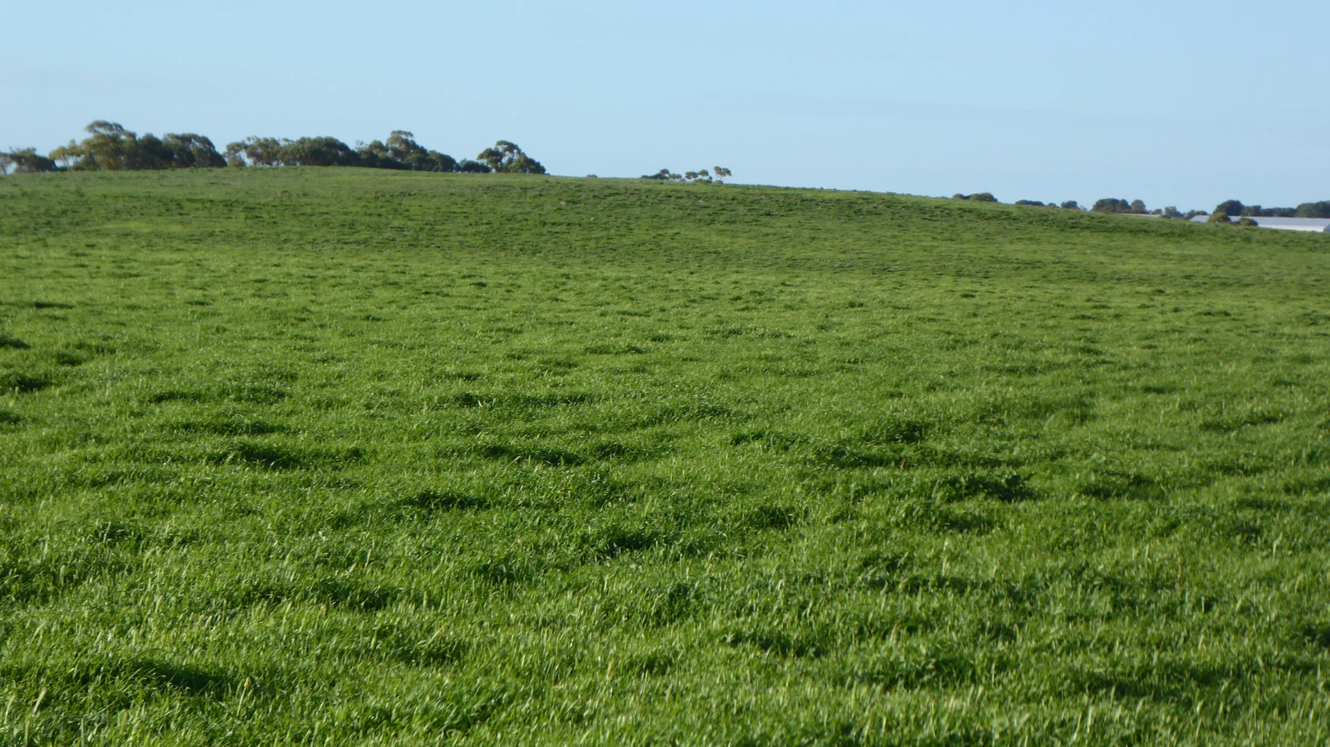 Additional image 10 of "Jacks" Sec 7 Schultz Road, Tintinara SA 5266