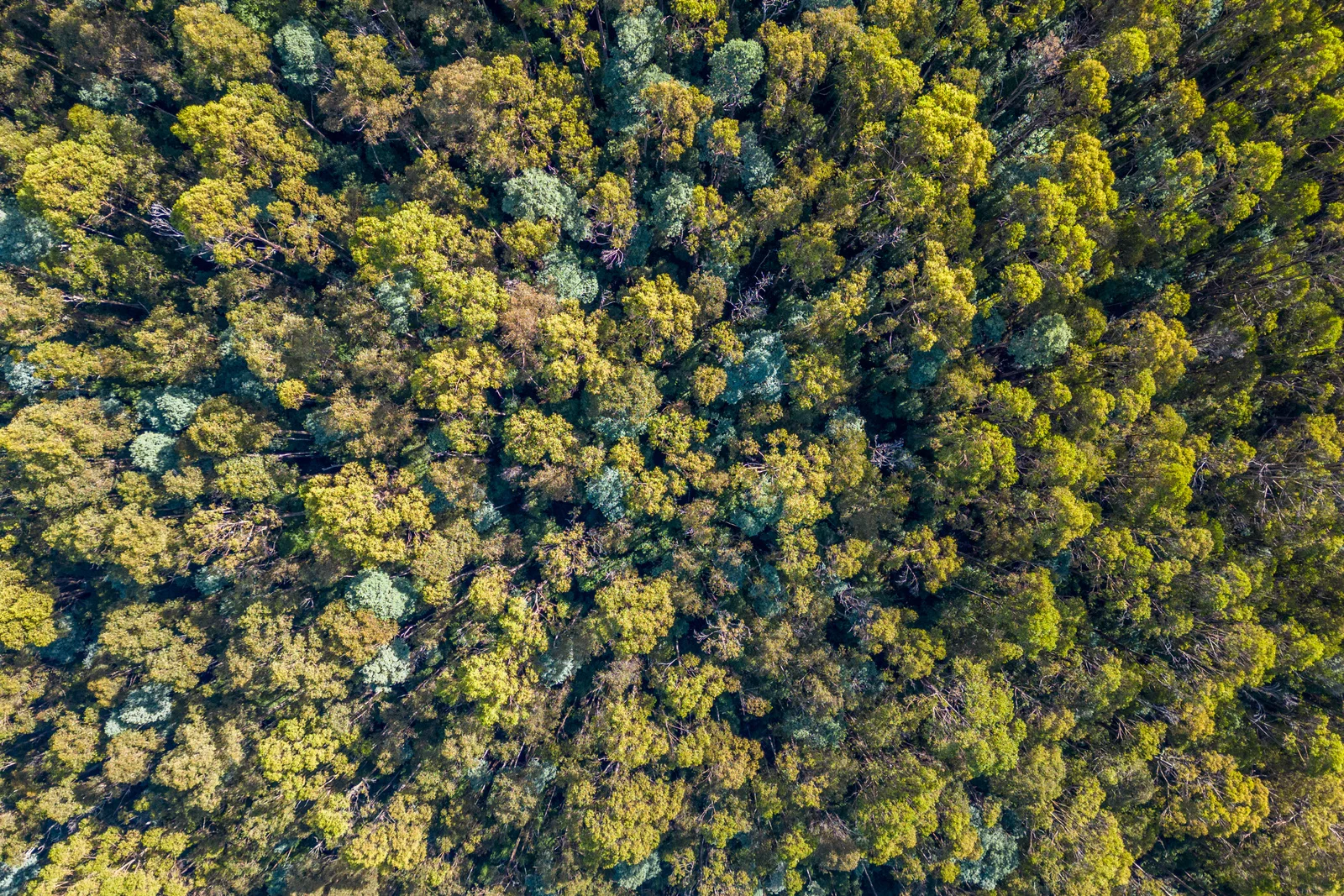 Additional image 19 of 1 Smiths Road, Nicholls Rivulet TAS 7112