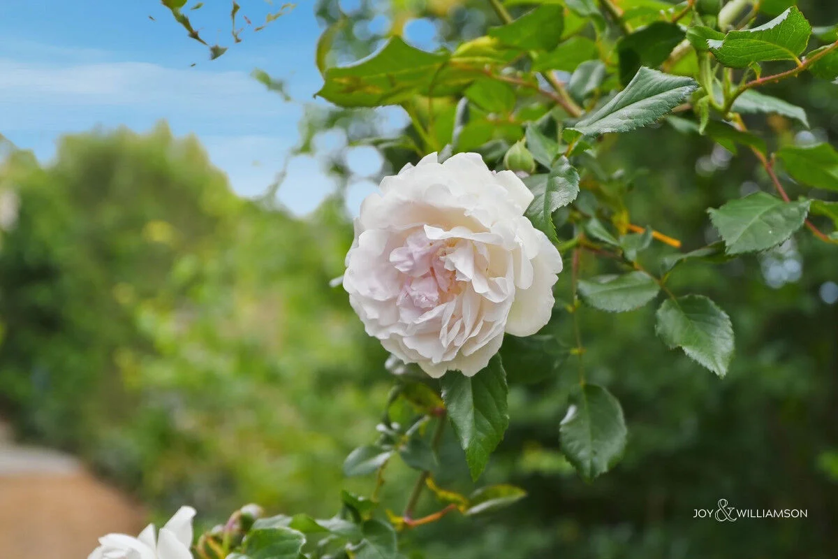 Additional image 27 of 87 Sharland Avenue, New Norfolk TAS 7140