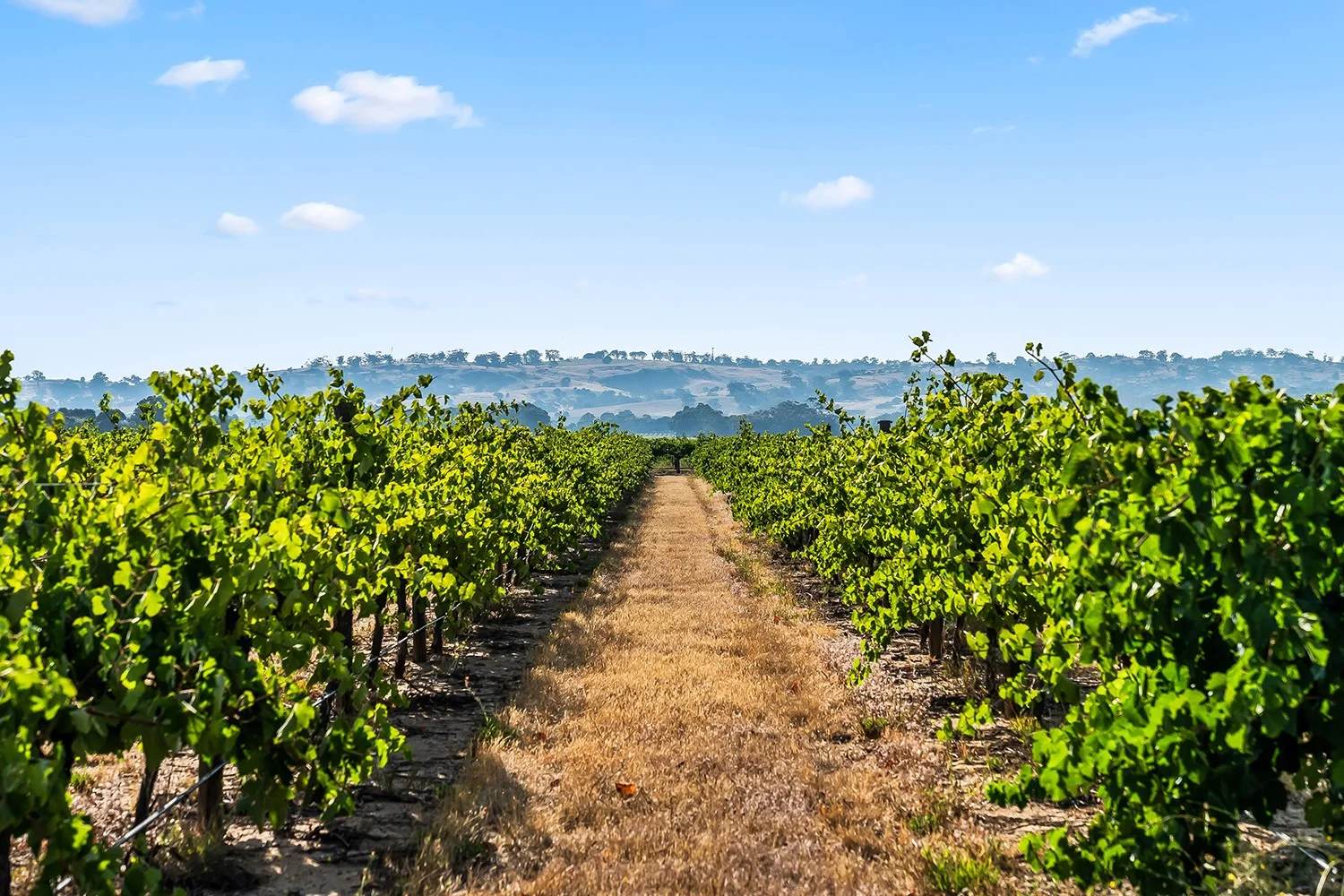 Additional image 14 of 14 Vine Vale Road, Tanunda SA 5352