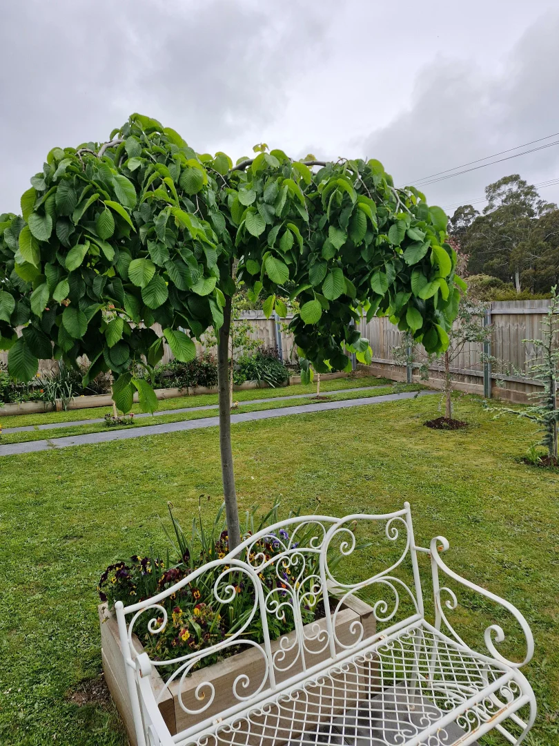 Additional image 33 of 41 Gray Road, St Marys TAS 7215