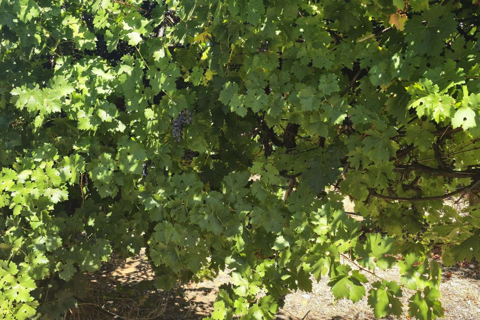 Additional image 3 of Lot 2 Arumpo Street, Renmark SA 5341