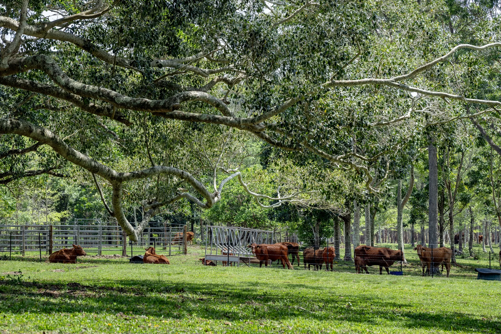 Additional image 25 of 239 Parsons Road, Coondoo QLD 4570