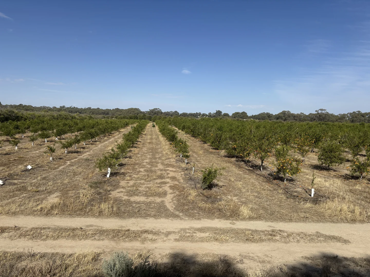 Additional image 11 of 43 Creek Road, Curlwaa NSW 2648