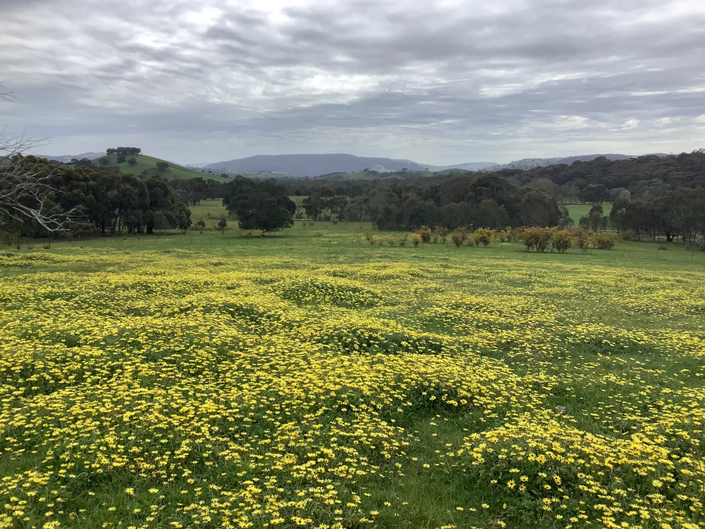 Additional image 5 of 20 Chetwynd Road, Whiteheads Creek VIC 3660