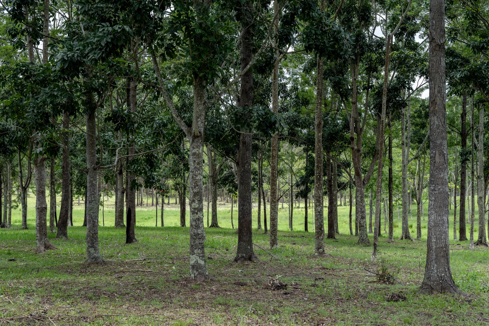 Additional image 19 of 239 Parsons Road, Coondoo QLD 4570