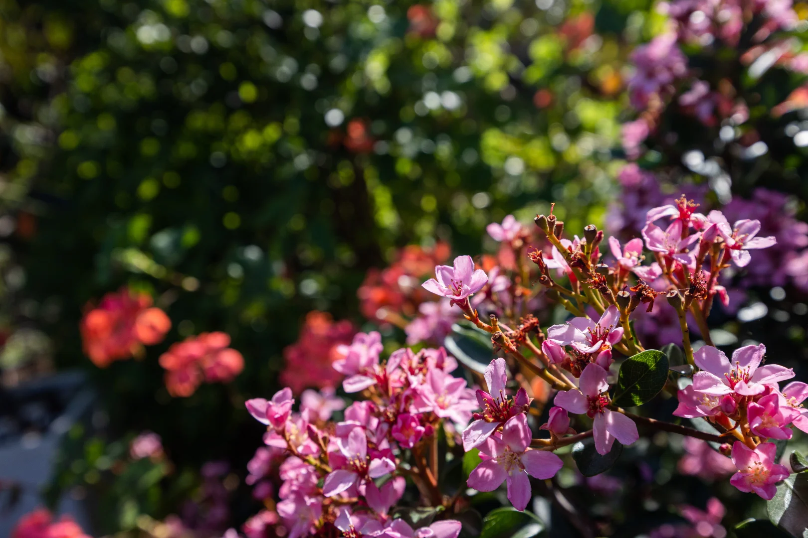 Additional image 35 of 3 Marloo Avenue, Bawley Point NSW 2539