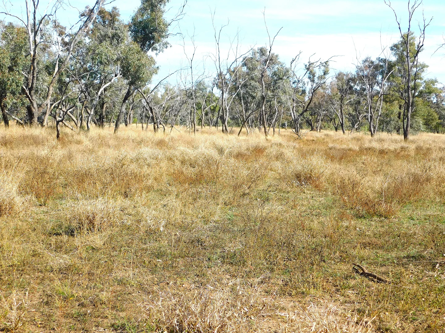 Additional image 21 of 0 Old Cunnamulla Road, Charleville QLD 4470