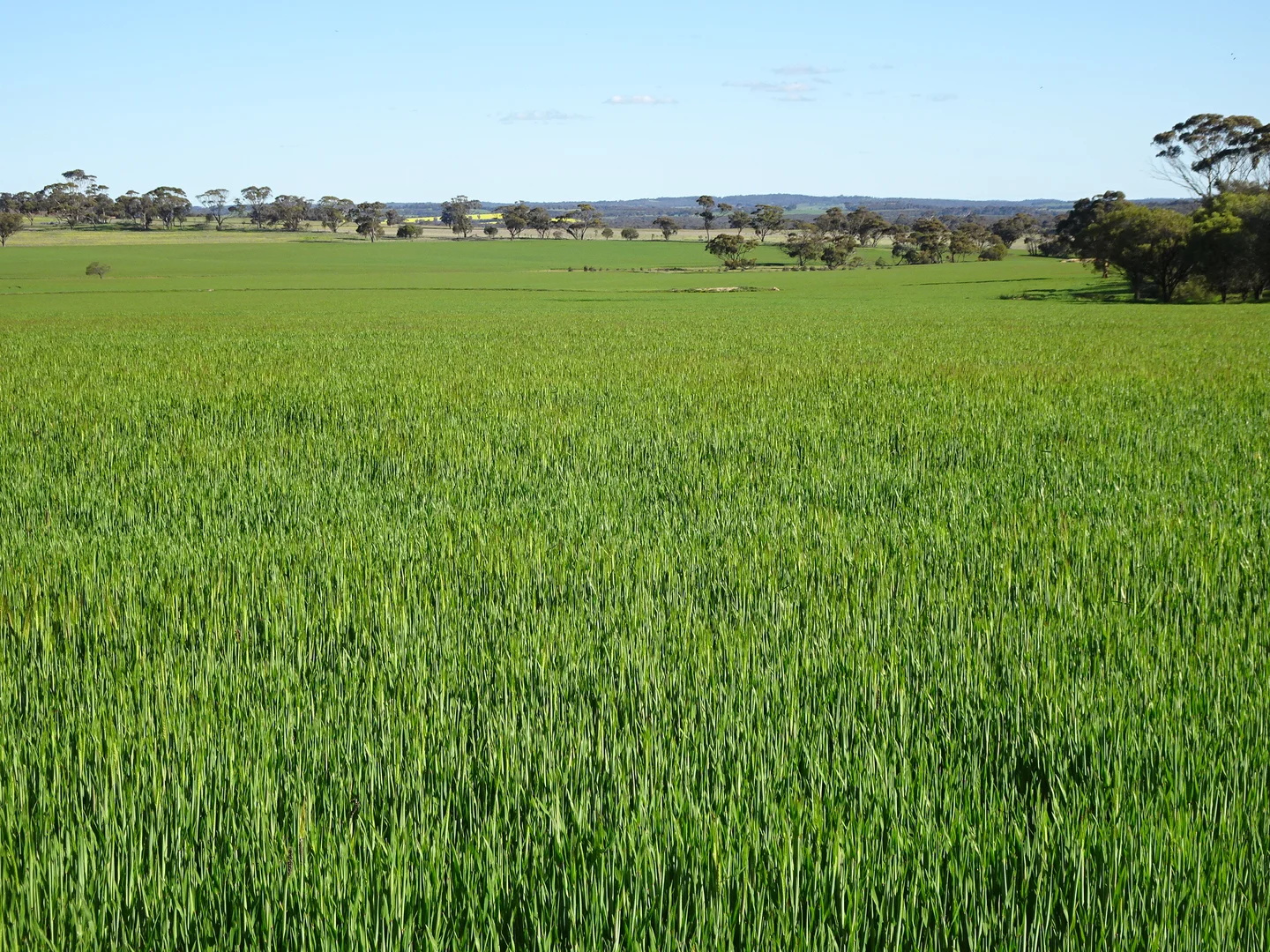 Additional image 18 of 140 Yenellin Road, Pingelly WA 6308