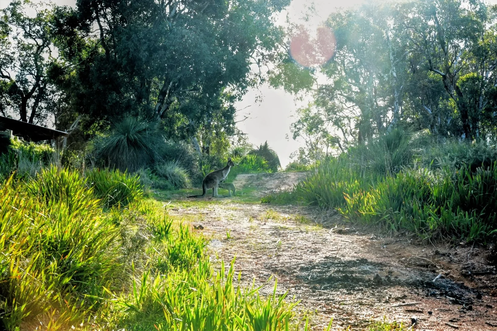 Additional image 6 of 245 Pechey Road, Swan View WA 6056