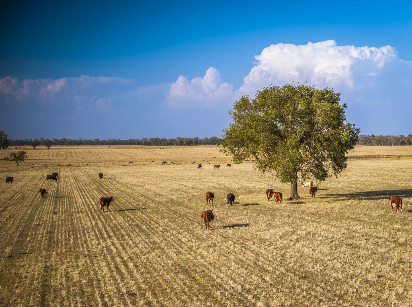 Additional image 14 of Mentone 1521 Bruie Plains Road, Trundle NSW 2875