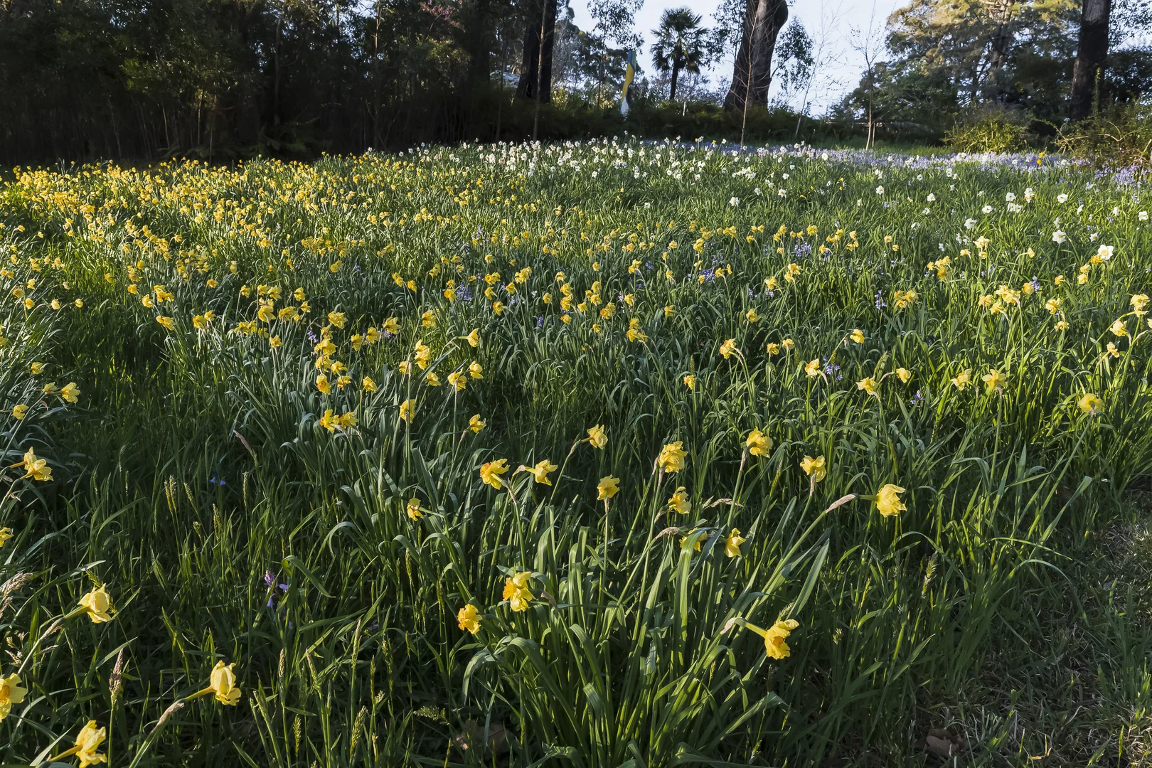 Additional image 26 of 33-41 Skyline Road, Mount Tomah NSW 2758