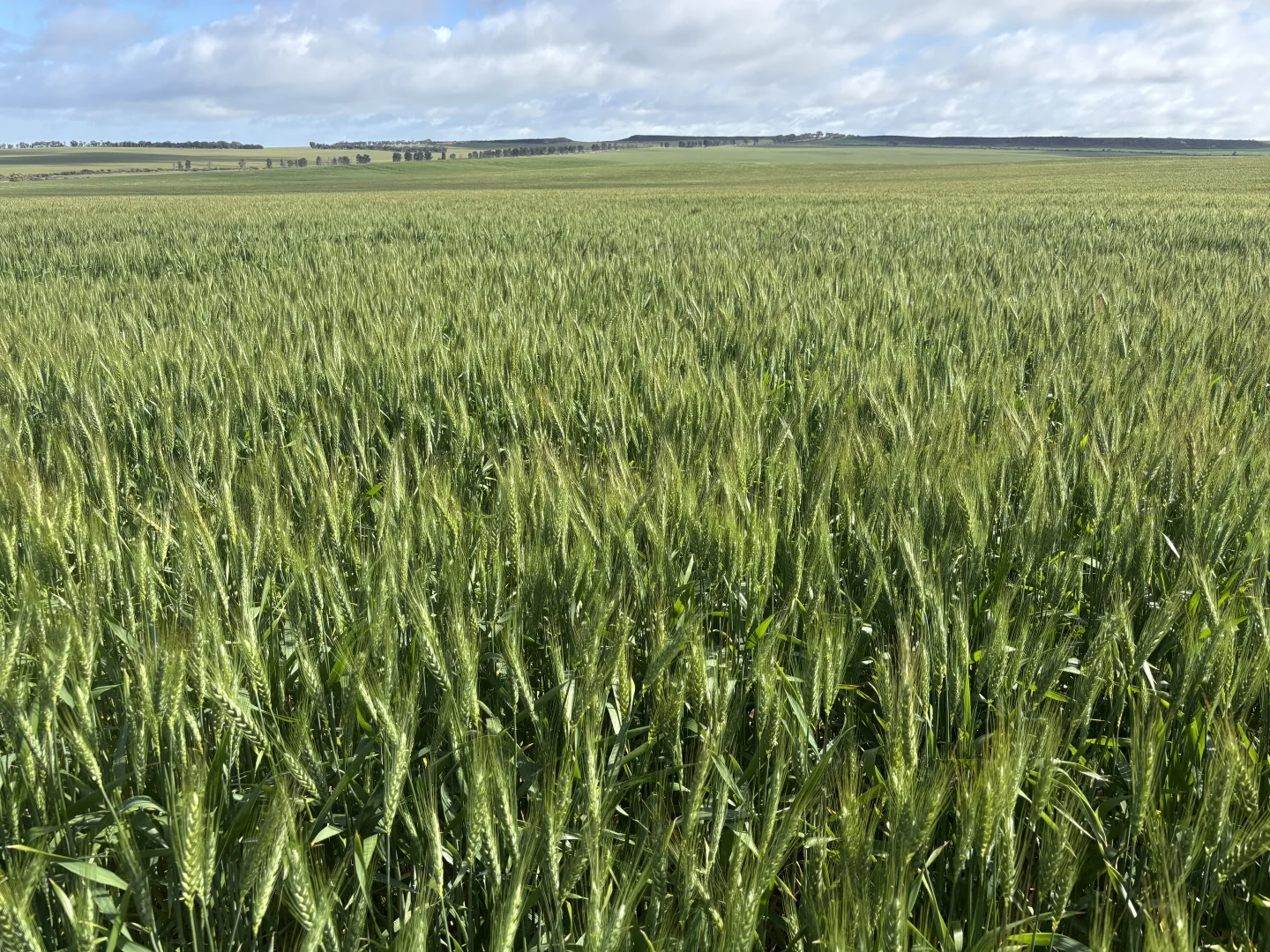 Additional image 15 of 1396 Tabletop Road, Mount Horner WA 6525